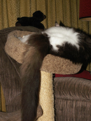 6-14-2016 Charlie's Tail
