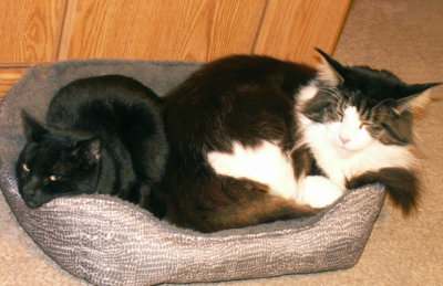 1-18-2017 Two Cats in a Bed