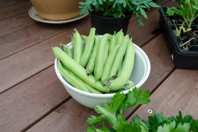 Tuinbonen (Vicia faba)