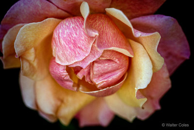 Flowers Sigma 180 Macro (4) Rose.jpg
