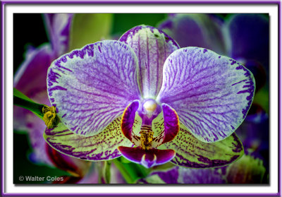 Orchid Sigma 180 OS 31.jpg