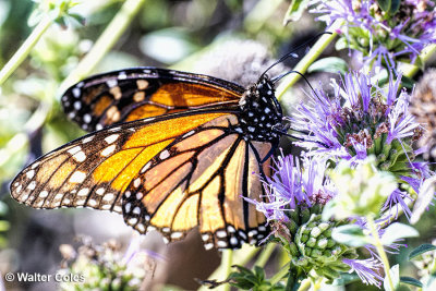 Shipley Nature Center Butterfly 9-30-13 (4).jpg