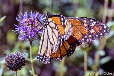 Shipley Nature Center Butterfly 9-30-13 (6).jpg