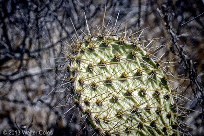 Crystal Cove Bluffs 10-13 180 macro Catcus 2.jpg