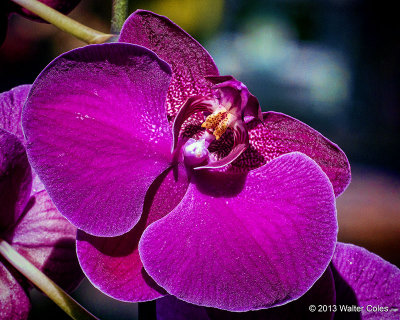 Orchid 10-12-13 Sigma 180 (2).jpg