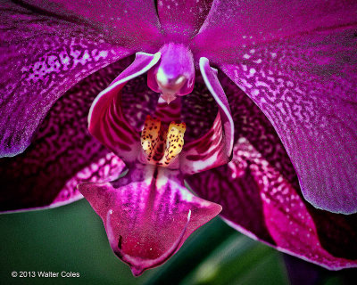 Orchid 10-12-13 Sigma 180 (10).jpg