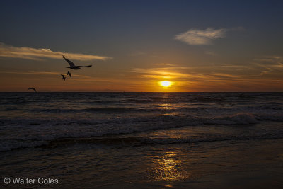 Sunset 11-12-13 Birds (1).jpg
