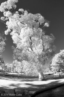 Infrared CM Park 1-14-14 (31) Tree.jpg