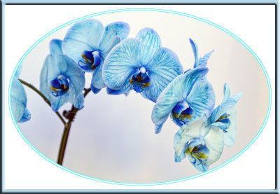 Orchids from Matt 11-14 3 F.jpg