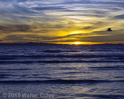 Sunset 1-14-15 38 Gull.jpg