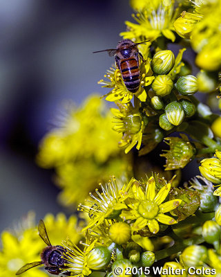 Bees + Yellow Flowers HB (1).jpg
