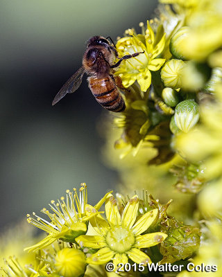 Bees + Yellow Flowers HB (4).jpg