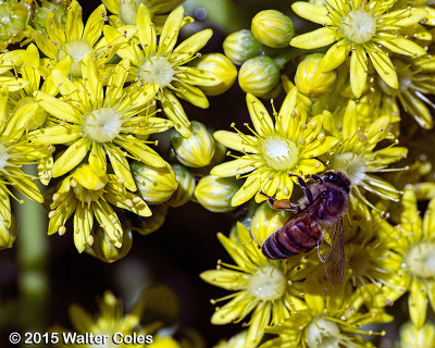 Bees + Yellow Flowers HB (5).jpg
