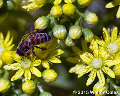 Bees + Yellow Flowers HB 7.jpg