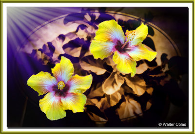 Flowers in Pot Backyard 11-15 (2) TX Frame.jpg