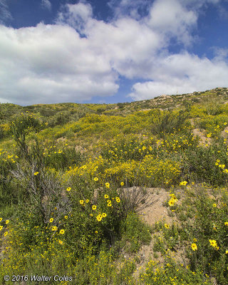 Wildflowers San Pasqual Battlefield 3-15-16 5D III (6).jpg