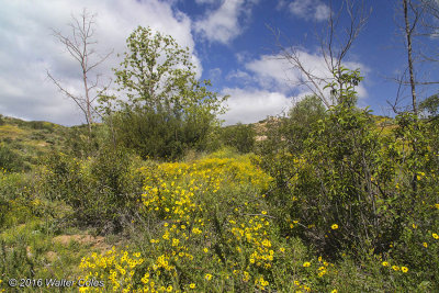 Wildflowers San Pasqual Battlefield 3-15-16 5D III (14).jpg