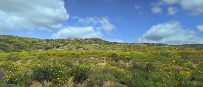 Wildflowers San Pasqual Battlefield 3-15-16 PANO5.jpg