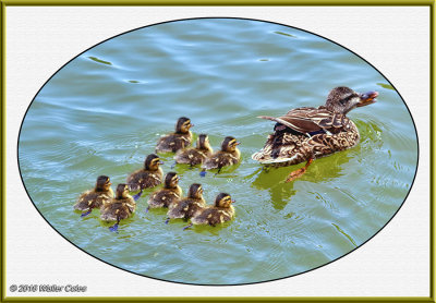 Duck + Ducklings MSP 16 DPP Frame.jpg