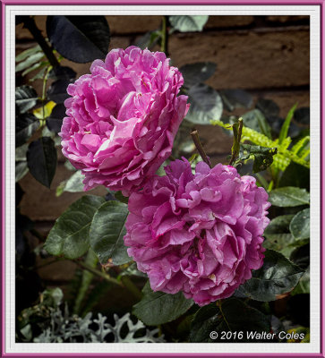 Pams Garden 5-29-16 (2) Roses.jpg