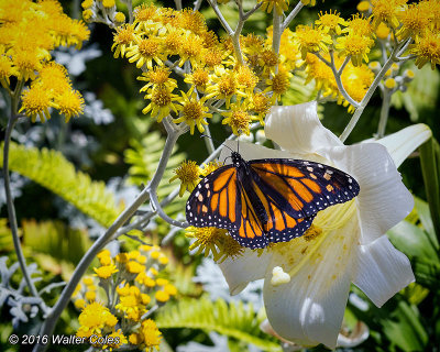 Butterfly yellow flowers HB 6-16 12.jpg