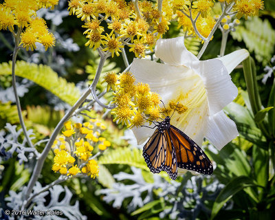 Butterfly yellow flowers HB 6-16 (8).jpg