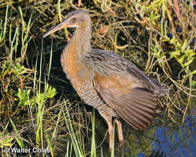 Birds Bolsa Chica 6-19-16 (25)_1.jpg