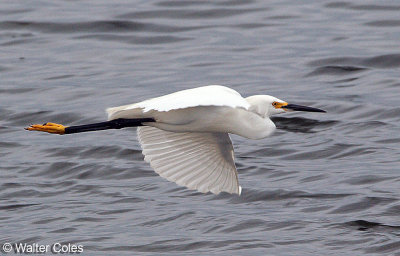 Birds Bolsa Chica 6-24-16 (3)_1 C6C T5 2.jpg