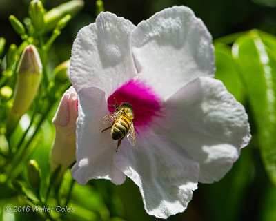 Bee in Flower 100 Macro 7-13-16 (4).jpg