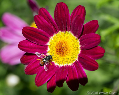 Bee on flower 2 100 Macro 7-13-16 (4).jpg