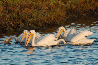 Pelicans feeding 9-4-16 (13)_1.jpg