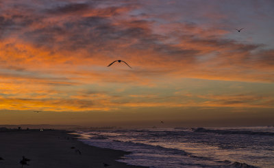 Sunrise 1-13-16 (10) Gulls.jpg