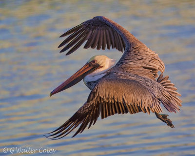 Pelicans Bolsa Chica 300L (7).jpg