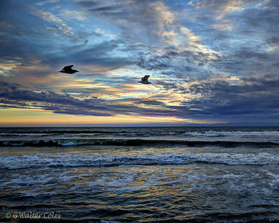 Sunset Grey 2-21-17 HDR Birds (1)_2)_3).jpg