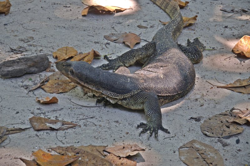 Monitor Lizard...