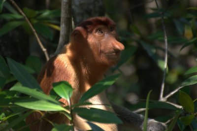 Proboscis Monkey