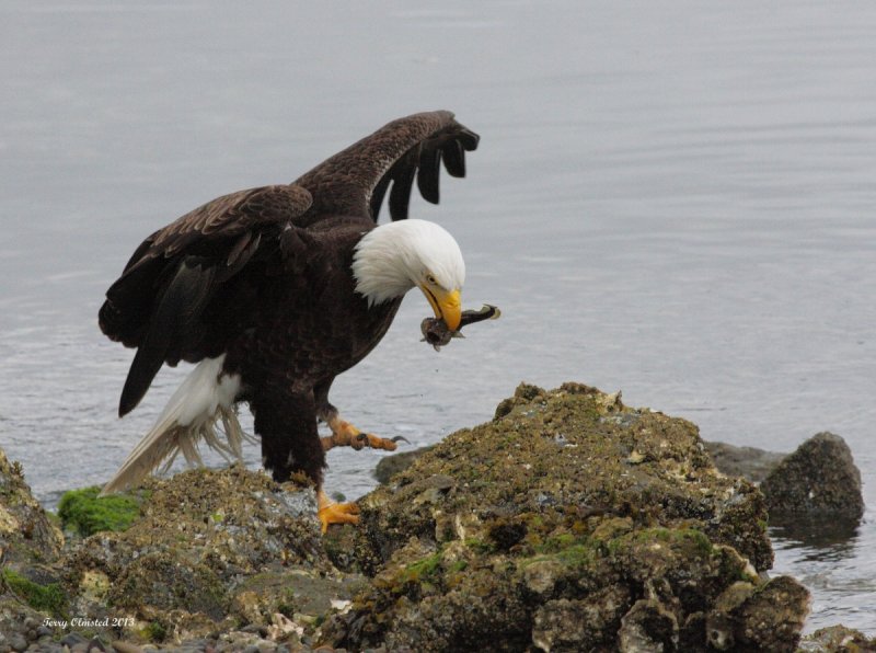 5-24-2013 bald eagle seabeck_1976.JPG