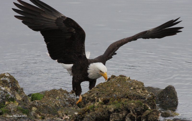 5-24-2013 bald eagle seabeck_1984.JPG