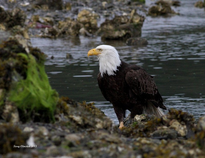 5-24-2013 bald eagle seabeck_1997.JPG