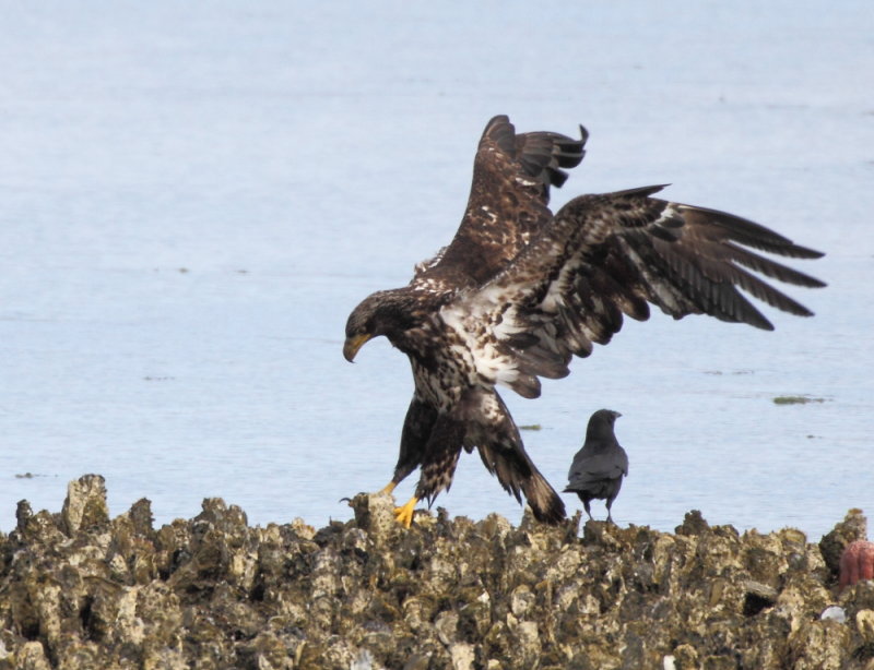 5-24-2013 sub adult and crow seabeck_8070.JPG
