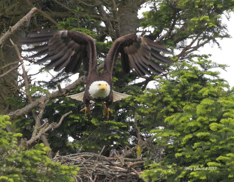 5-26-2013 adult eagle leaving nest_8978c2.JPG