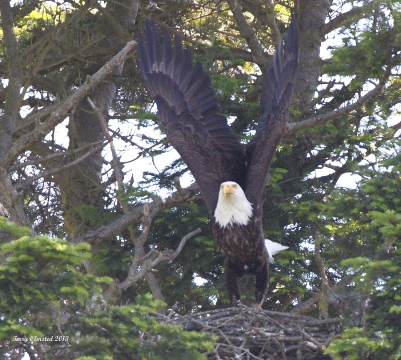 6-3-2013 eagle at nest woodway_9094.JPG
