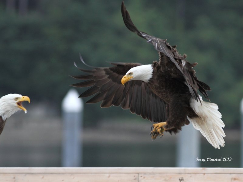 6-8-2013 eagle interaction Seabeck_9916fullred.JPG