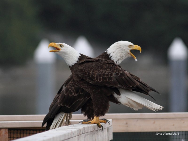 6-8-2013 eagle pair seabeck_9918sf.JPG