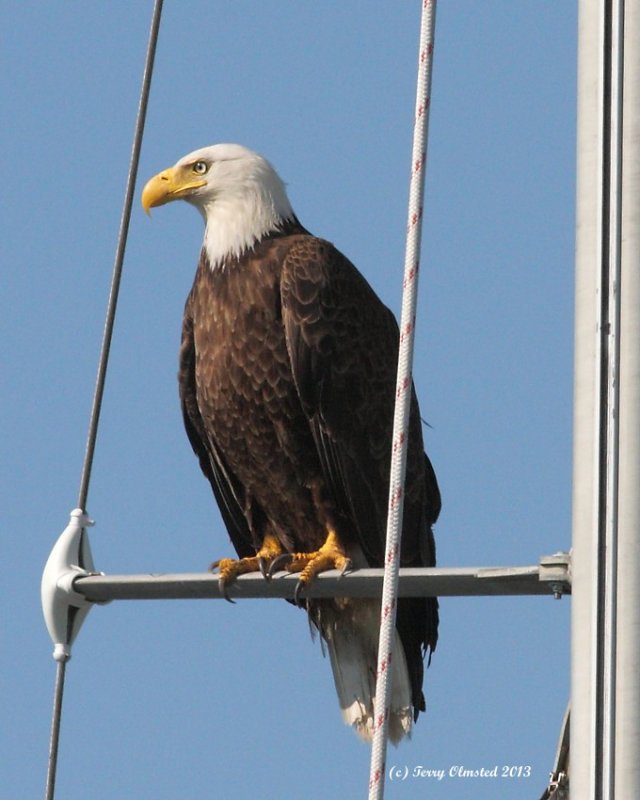 7-1-2013 fm bald eagle edmonds marina_9670red.JPG