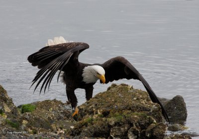 5-24-2013 bald eagle seabeck_1985.JPG