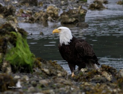 5-24-2013 bald eagle seabeck_1997.JPG