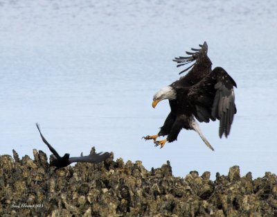 5-24-2013 juvie seabeck_8012.JPG