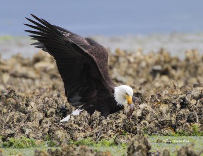 6-8-2013 adult with fish_0347c2red.JPG