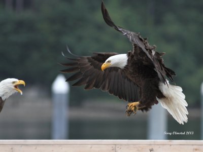 6-8-2013 eagle interaction Seabeck_9916fullred.JPG
